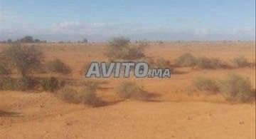 Terrains et fermes à Agadir : Terrain agricole de 4 hectares à Taroudant - 1 200 000 DH