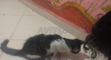 Maisons à vendre à Taddart Anza, Agadir - Demandez le prix !
