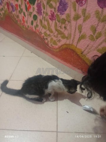 Maisons à vendre à Taddart Anza, Agadir - Demandez le prix !
