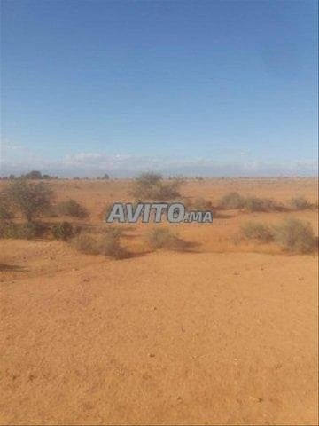 Terrains agricoles à vendre à Agadir - 4 hectares à Tarodant pour 1 200 000 DH