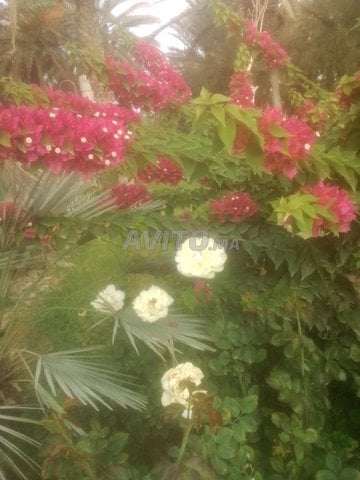 Villas et Riads à Agadir - SonabaVilla : Demandez le prix